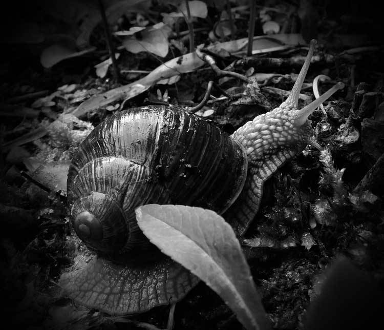 Weinbergschnecke Weinbergschnecke